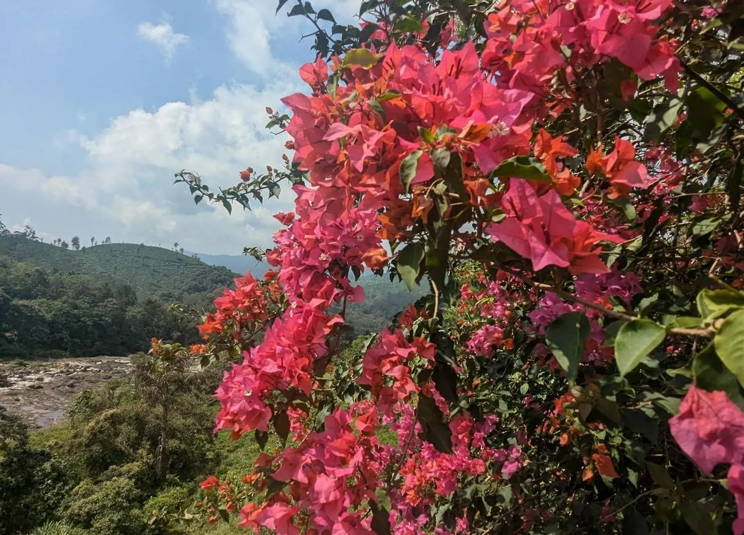Tatil Evi Olive Garden Homestay By The Jungle Stay Groups Parambikolam